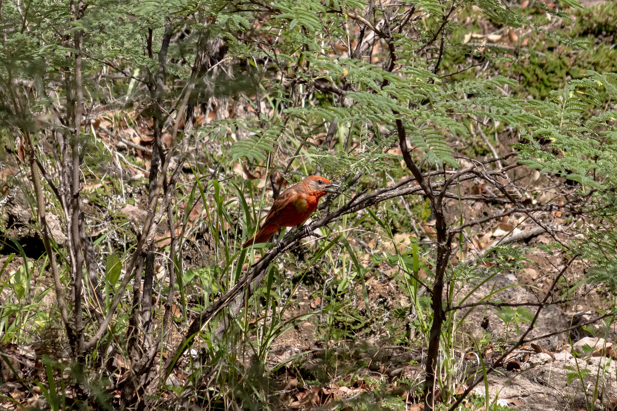 Pequeño pajaro rojo en el cañón de Namurachi.