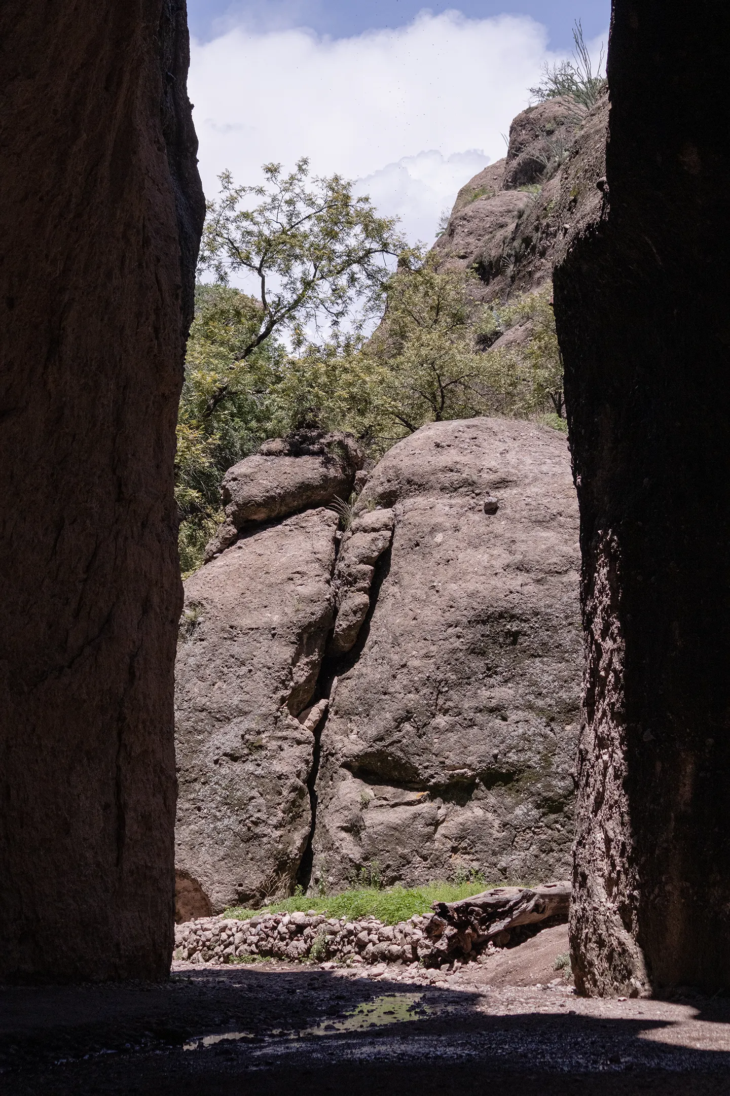 Zopilotes en el Cañón de Namurachi.