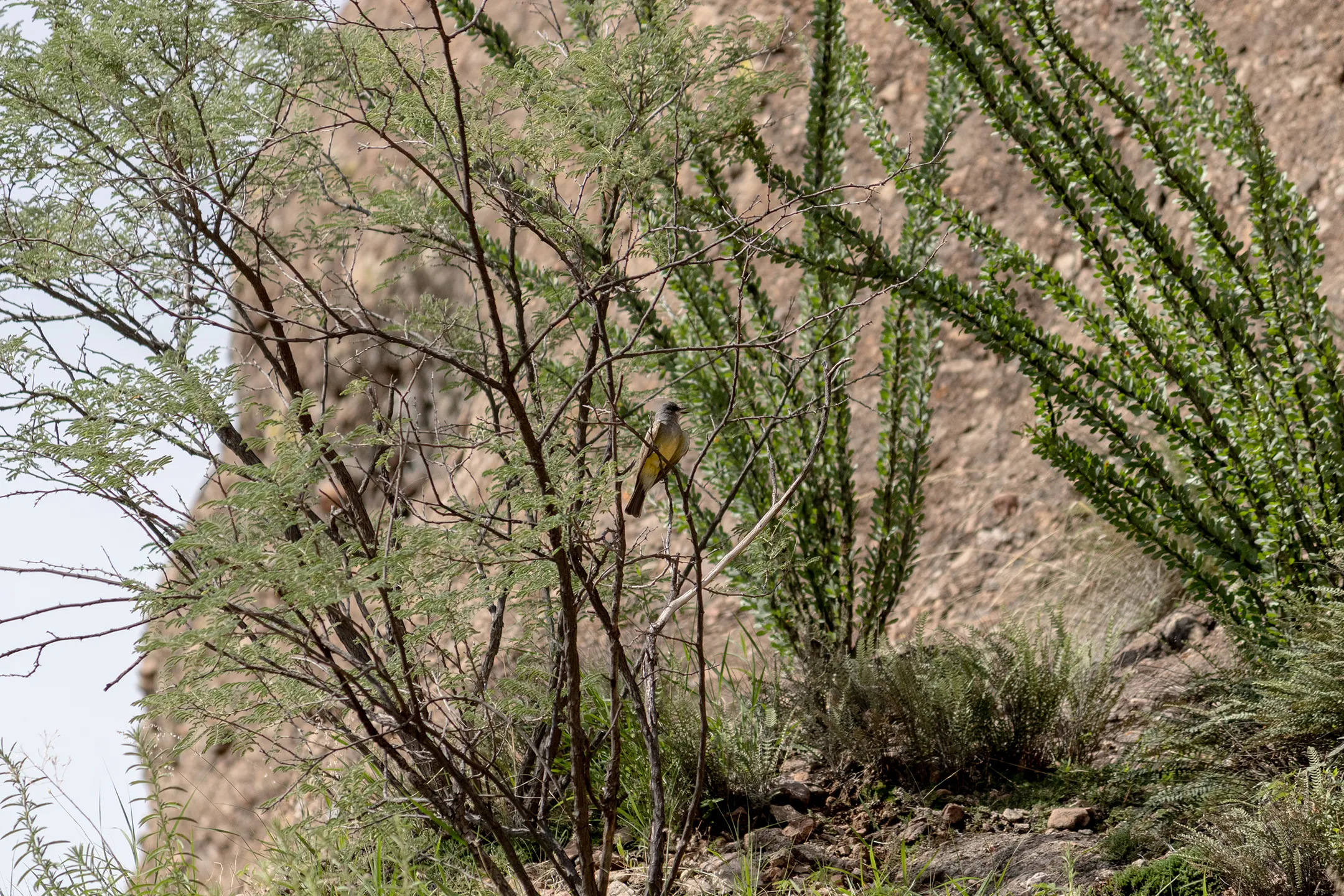 Foto de un Ejemplar de Tyrannus Vociferans (Tirano Gritón).