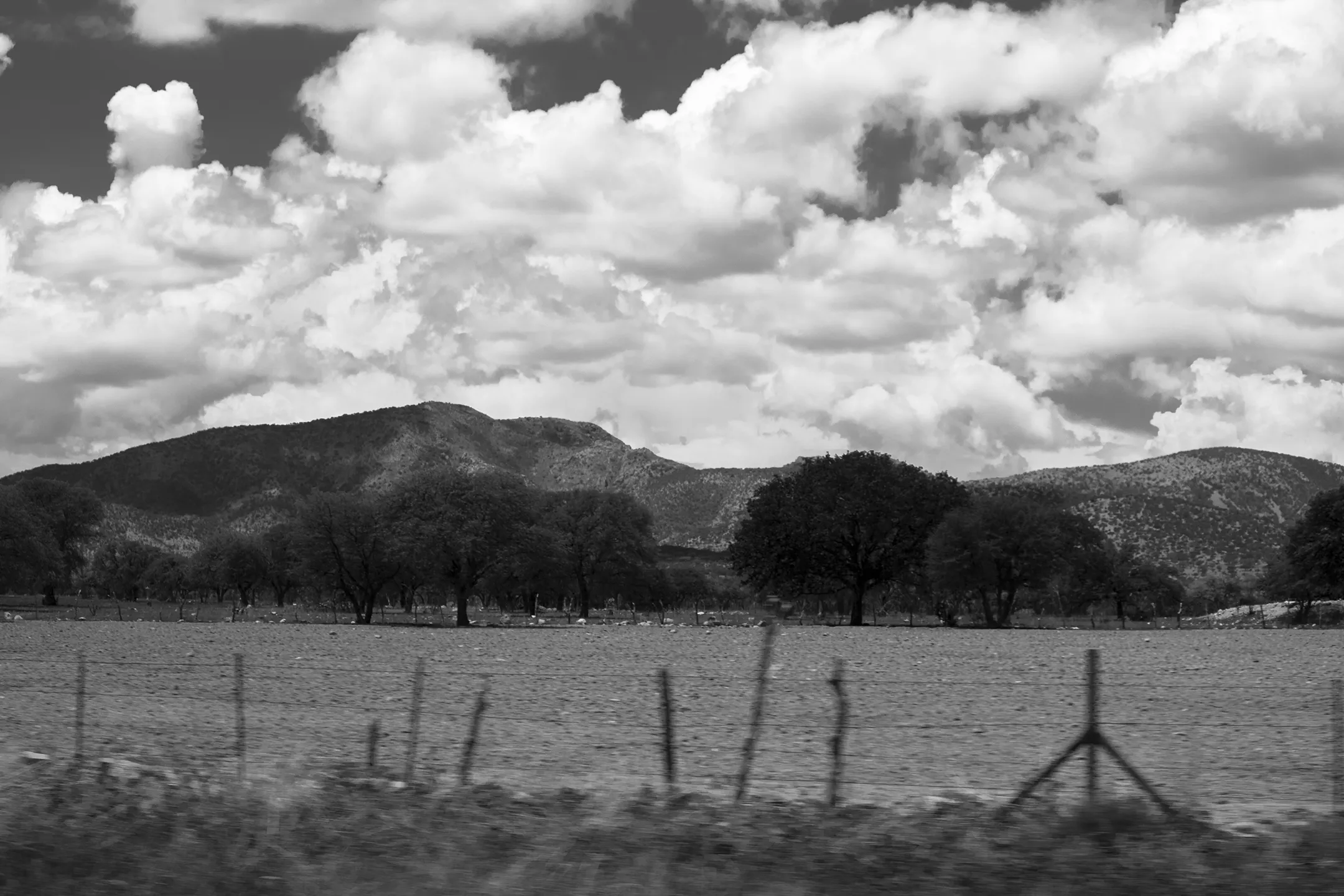 Zopilotes volando en el cielo de Chihuauhua.