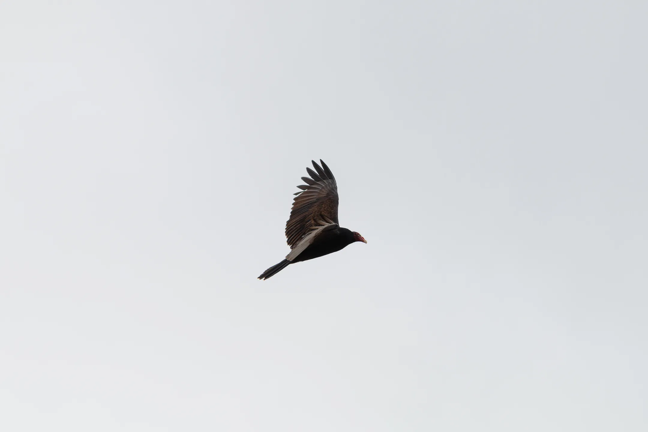 Zopilote Volando con un cielo completamente nublado.