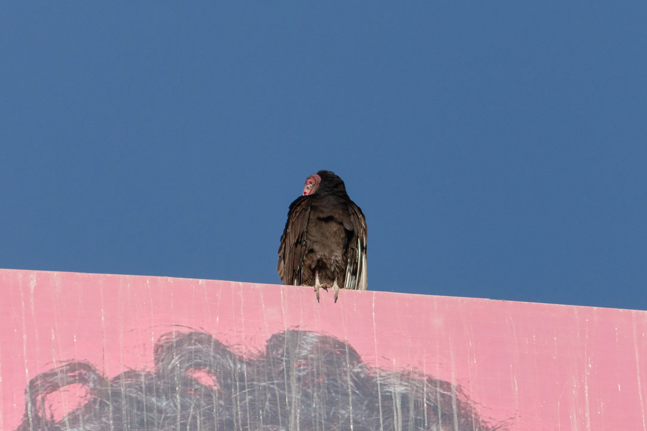 Zopilote descansando en un espectacular de la ciudad de Chihuahua.