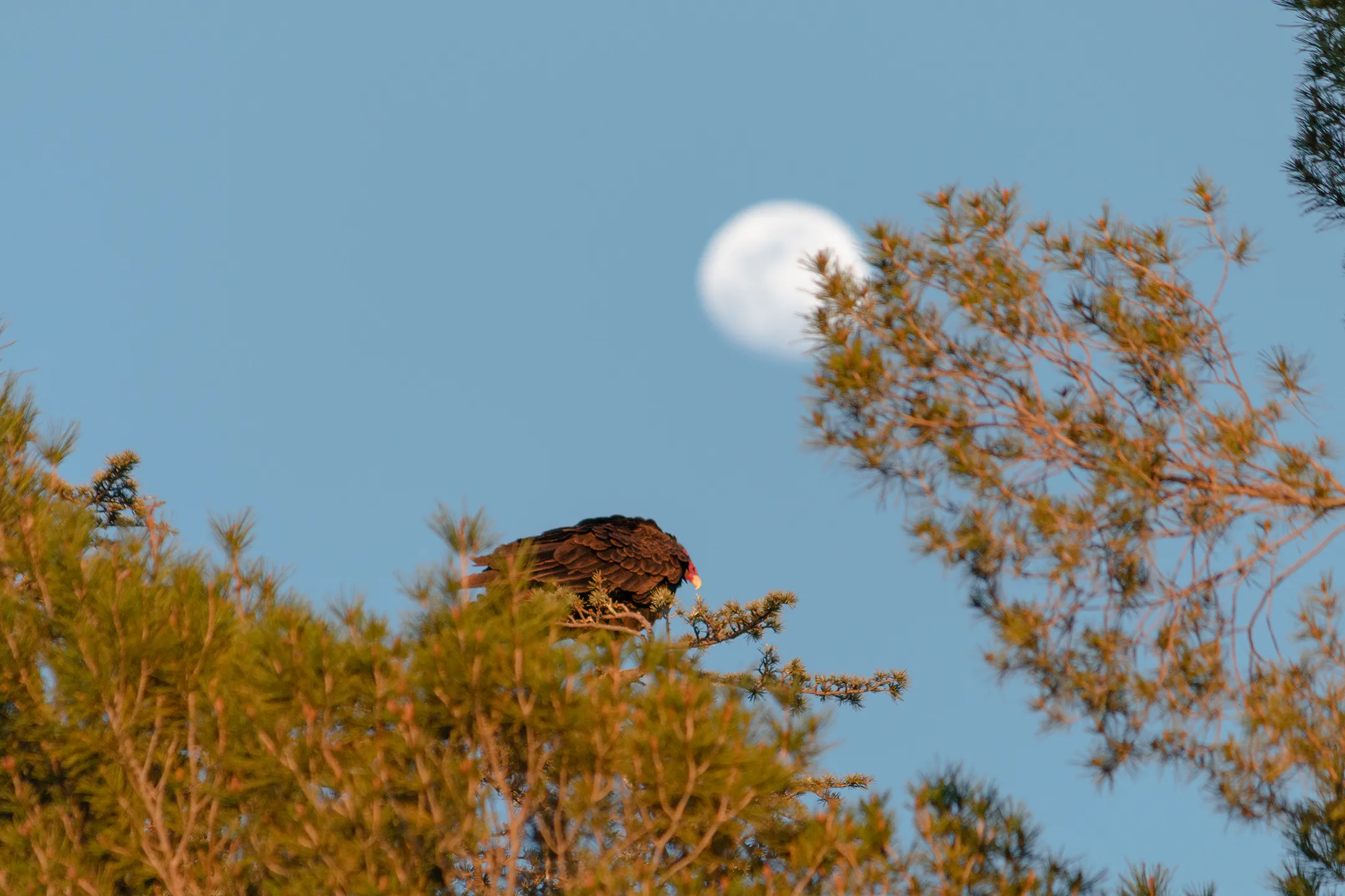 Zopilotes descansando en un arbol con la luna de fondo.