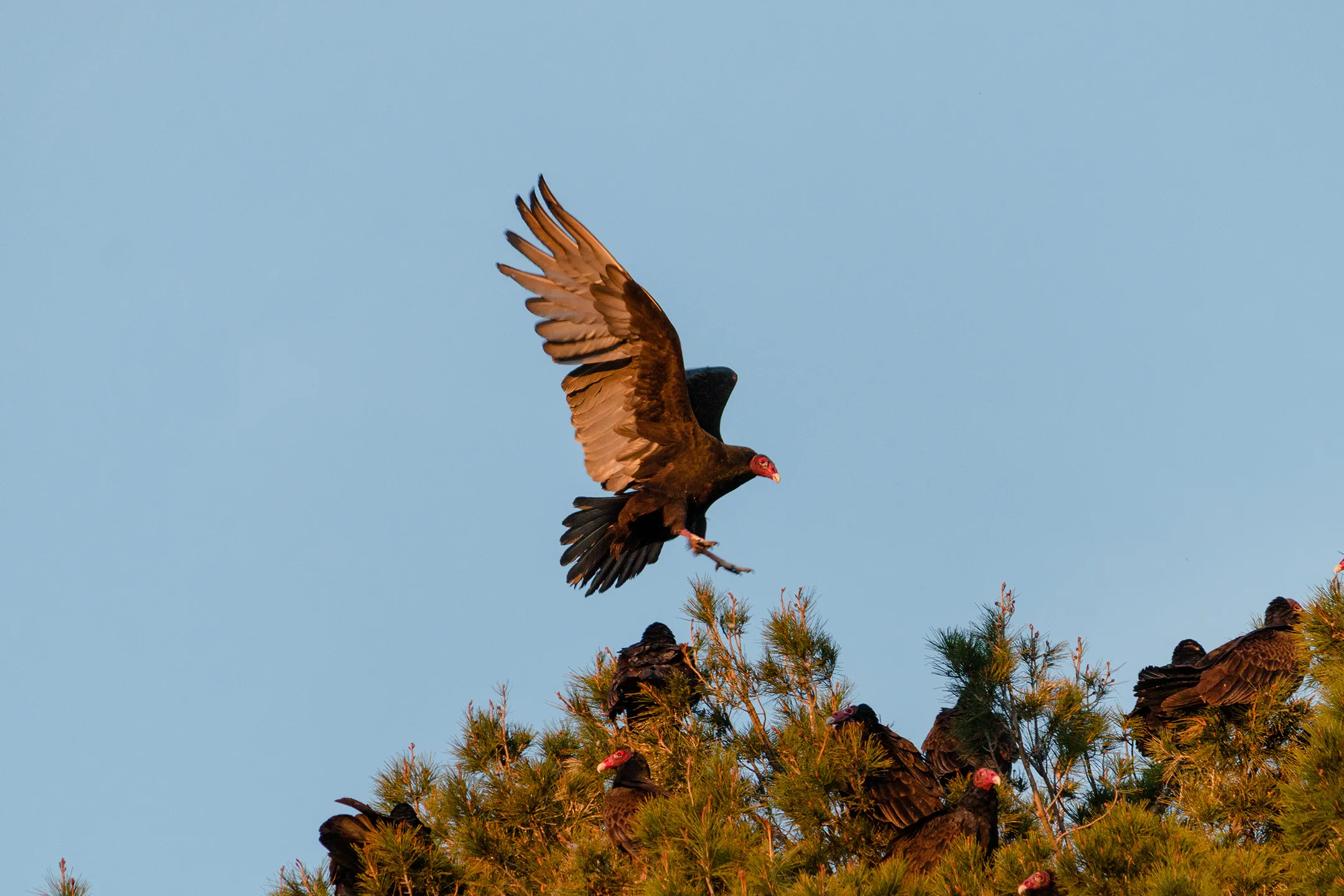 Zopilote Volando al Atardecer iluminado por una luz rojiza.