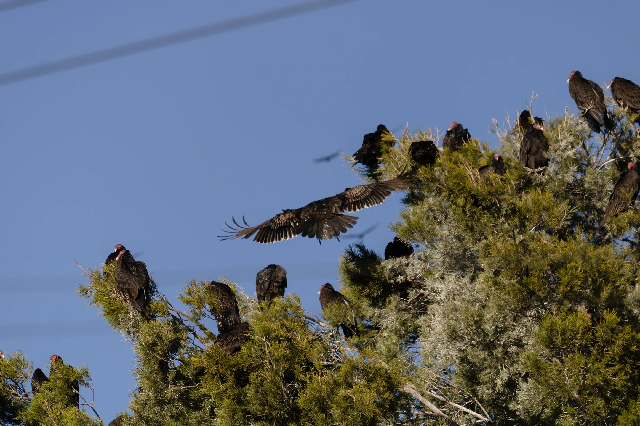 Un zopilote aterrizando en un árbol con más Zopilotes.