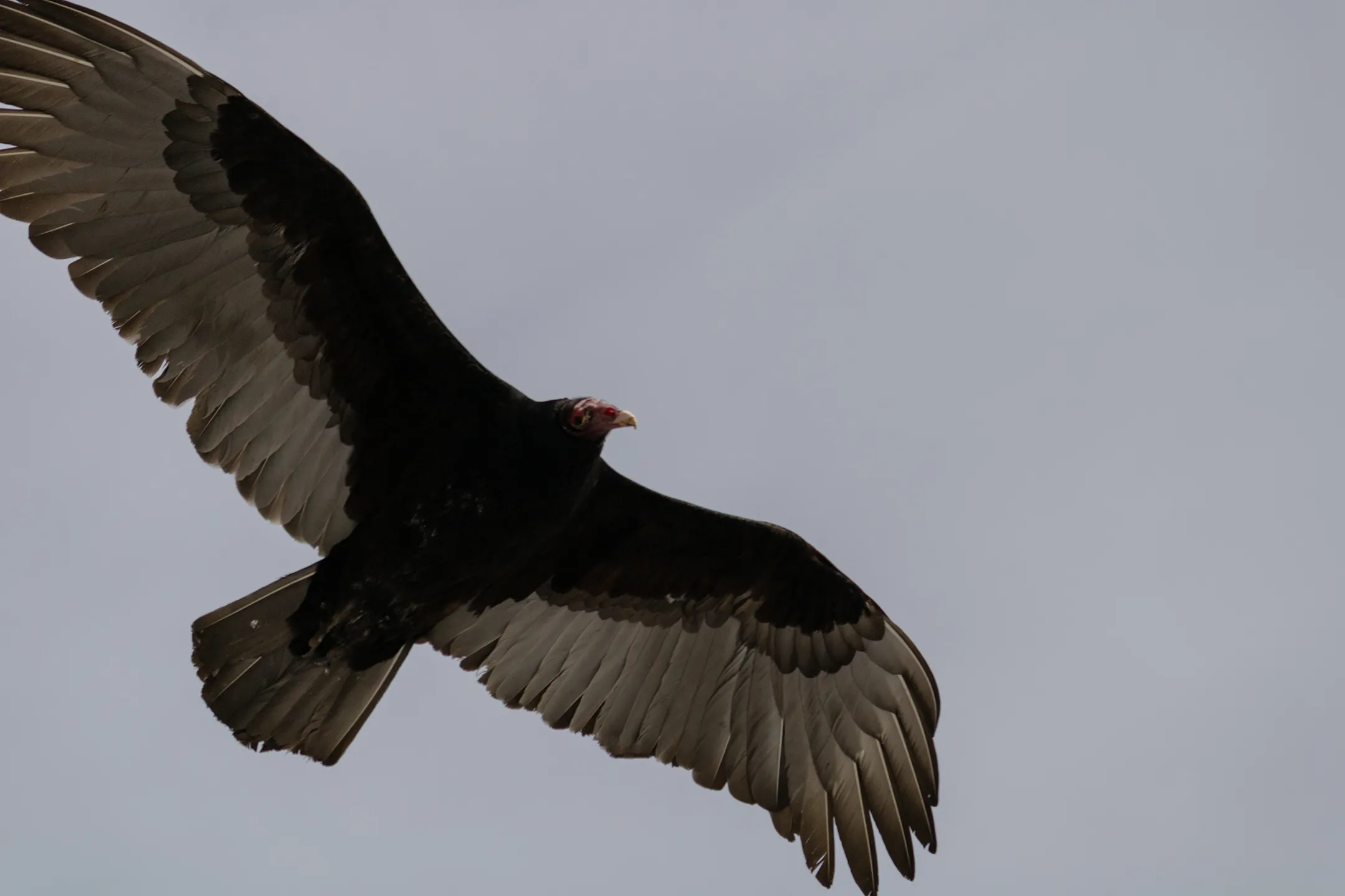 Zopilote volando con un cielo nublado de fondo