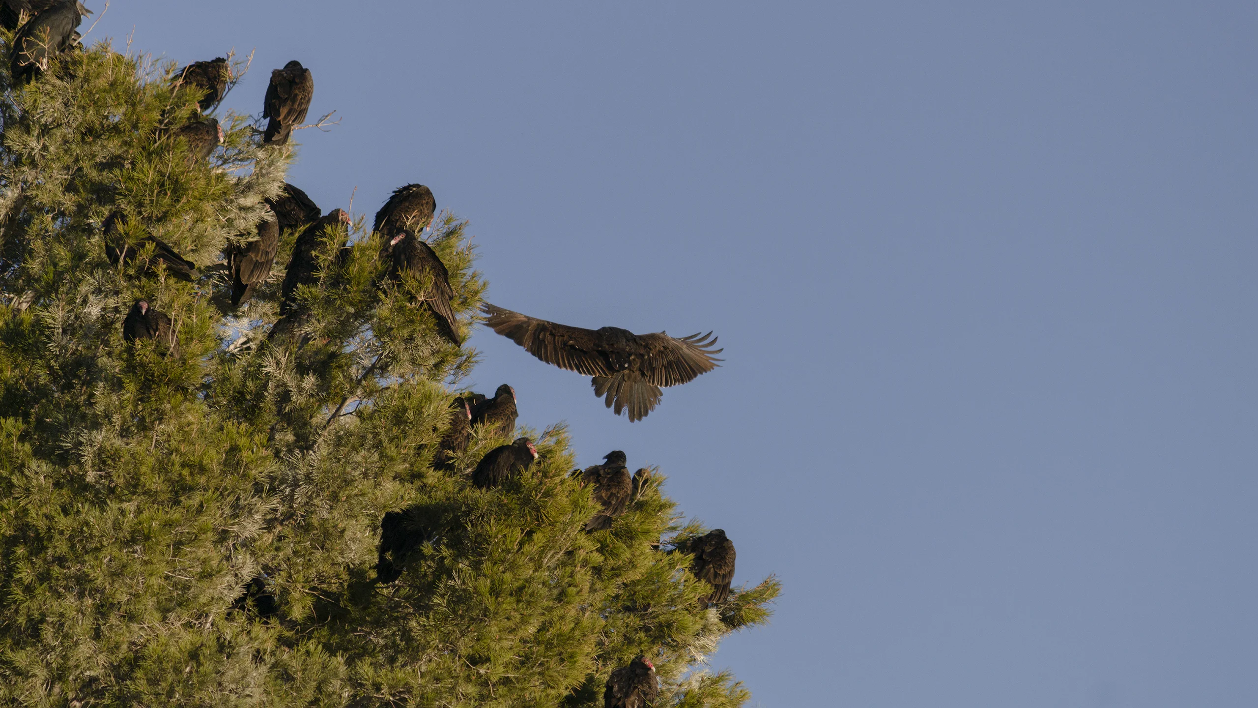 Zopilotes aterrizando en un Árbol al final del dia.